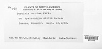 Puccinia menthae image